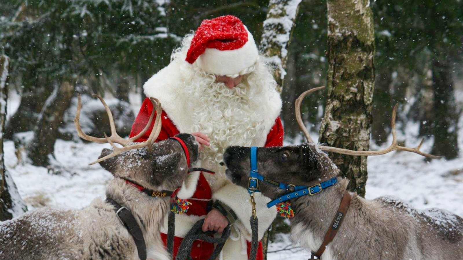 Weihnachten mitten in der Natur: Tierpark Sababurg lädt zur Tierweihnacht ein